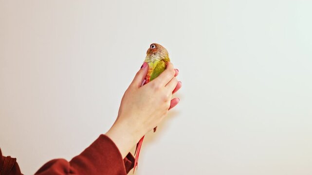 Hands hold a small bird with bright green feathers. The setting is indoors, and the bird appears calm while being gently held. The wall is plain and white.