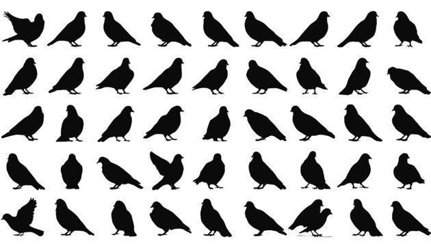 Pigeon bird silhouettes feature an extensive array of avian stances and flight patterns rendered in bold black ink as isolated figures on a stark white surface for professional design work.