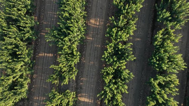 Agrarian engineering perspective: Upward top-down drone camera movement over fruit orchard.