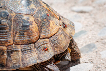 Fototapeta premium Tortoise shell showing multiple ticks attached, highlighting an infestation on the slow moving reptile in nature