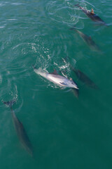 Naklejka premium A pod of dolphins swims in the clear blue ocean waters off the coast of Auckland, New Zealand. These marine mammals are known for their playful nature and intelligence.