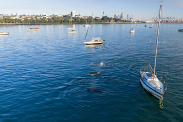 Obraz premium A pod of dolphins swims near sailboats in Auckland Harbour, New Zealand. The city skyline is visible in the background.