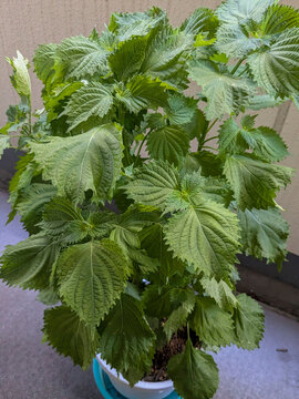 鉢植えで育つ青じその葉