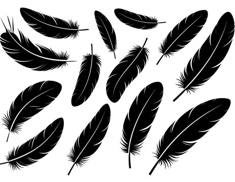 A collection of twelve black feathers on a white background