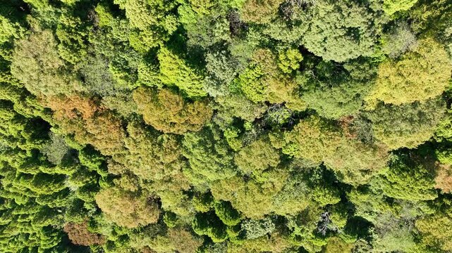 forest