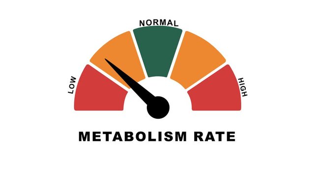 Animated metabolism rate meter decreasing from normal to low level, ideal for concepts related to slow metabolism, weight management 4k animation video.