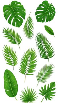 A collection of various green tropical leaves on a white background