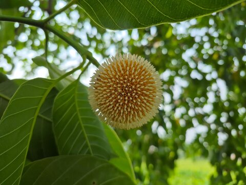 Kadam Flower Blooming on a Tree Branch with Lush Green Leaves