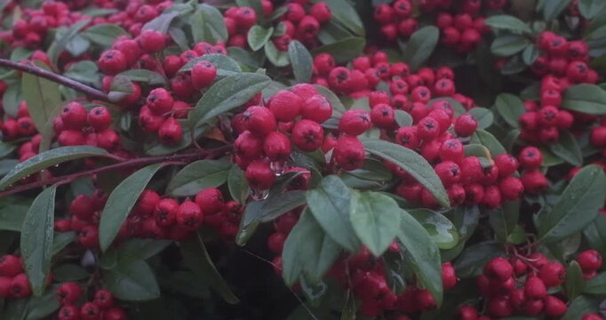 Water droplets are visible on the berries and leaves in the video.