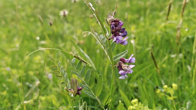 Close-up of purple vetch flowers against lush grass in a meadow. Delicate blossom, natural texture, eco gardening, spring renewal, pollinator habitat, springtime.