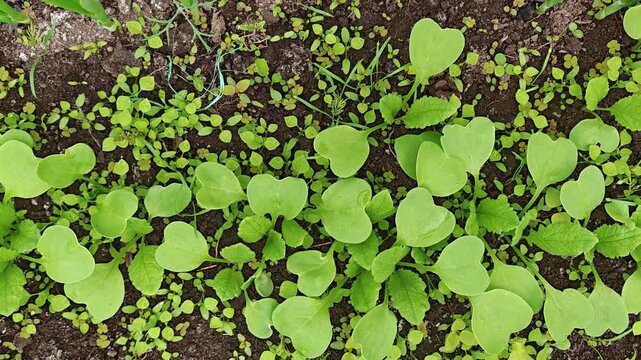 Radish seedlings sprouting in moist garden soil outdoors. Organic food growing, spring planting, sustainable gardening, fresh start, home agriculture, springtime.