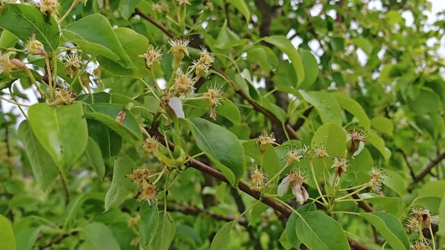 Pear tree branches with tiny fruitlets forming after bloom in an orchard. Seasonal growth, farm produce, food cultivation, natural cycle, spring to summer, springtime.