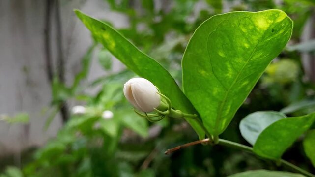 茉莉花」の写真素材 | 2,999件の無料イラスト画像 | Adobe Stock