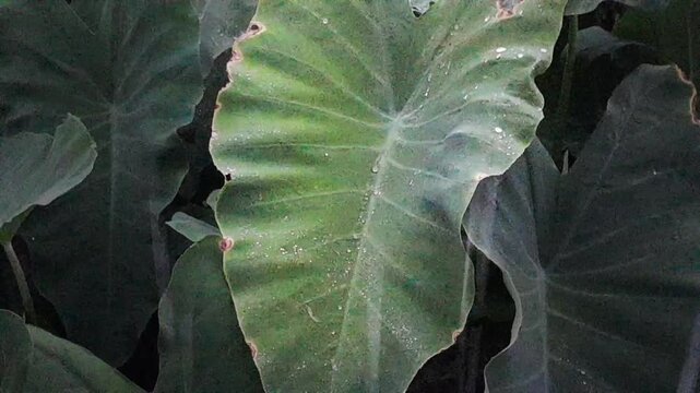 Green raw leaves and rainwater