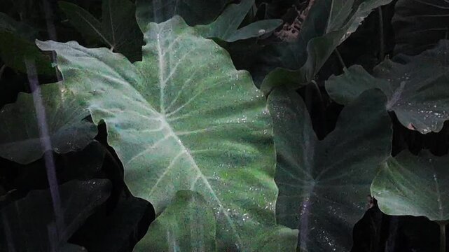 Green raw leaves and rainwater