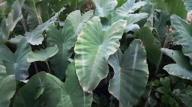 Green raw leaves and rainwater