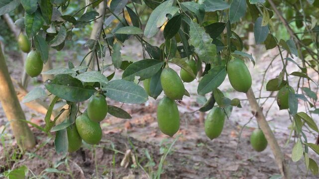 Lemon fruits growing on leafy branch