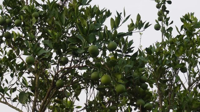 Green citrus fruits growing on healthy tree