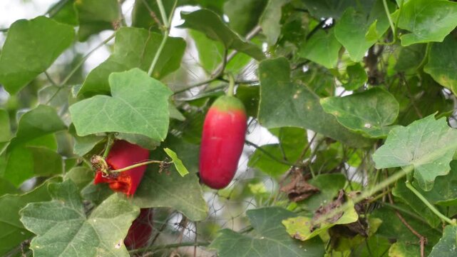 ivy gourd vine with vibrant red fruits