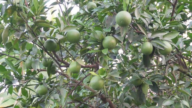 Hybrid Malta Lemon Tree with Fresh Green Fruits
