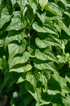 Close up look of thick glossy heart shaped leaves of a wild black bryony vine in the sun - latin name - Dioscorea communis