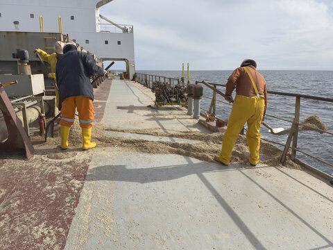 Cargo ship crew clears main deck from wheat spilled during loading. Sailors use shovels to throw grain into the sea. Documentary style footage highlighting environmental and operational aspects