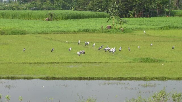 Asian openbill storks foraging in green rice field