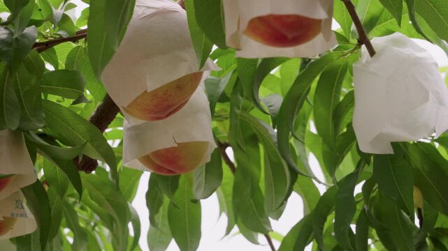Arakawa Peaches &ndash; Premium Peach Harvest from Kinokawa, Wakayama, Japan　和歌山県特産品「あら川の桃」和歌山県紀の川市