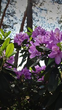 Unique Perspective on Purple Blooms Under Tree Shadows