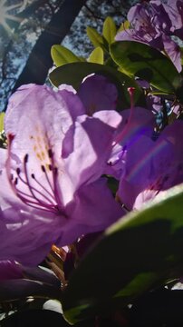 Vibrant Green Leaves Framing Blooming Purple Flowers Beauty