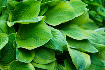 Obraz premium Lush Greenery: A Close-Up View of Vibrant Hostas with Unique Leaf Texture Showcasing Nature's Splendor in a Picturesque Garden Setting