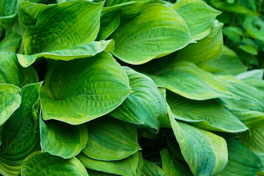 Lush Greenery: A Close-Up View of Vibrant Hostas with Unique Leaf Texture Showcasing Nature's Splendor in a Picturesque Garden Setting
