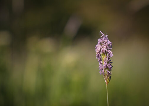 Close-up of a field grass flower with a homogeneous background, meadow fescue (Alopecurus pratensis)