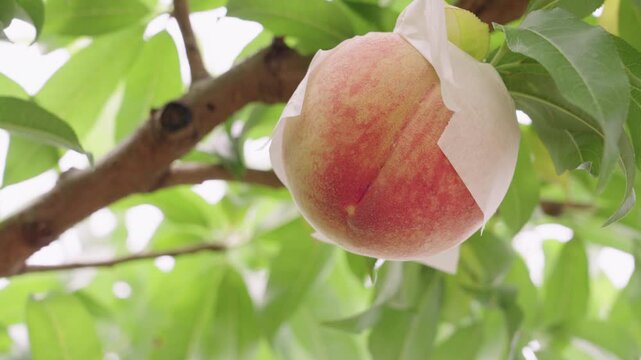 Arakawa Peaches &ndash; Premium Peach Harvest from Kinokawa, Wakayama, Japan　和歌山県特産品「あら川の桃」和歌山県紀の川市
