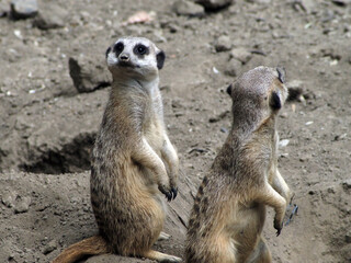 Fototapeta premium Two meerkats standing upright on their hind legs in a classic sentinel pose, keeping watch over their surroundings. One faces forward while the other looks away, both alert and vigilant. Perfect image