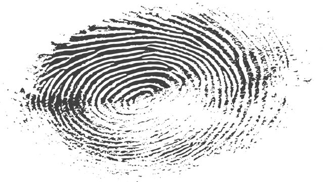 Fingerprint Close Up Pattern on White Background with Detailed Ridge Lines and Minimal Abstract Texture Design.