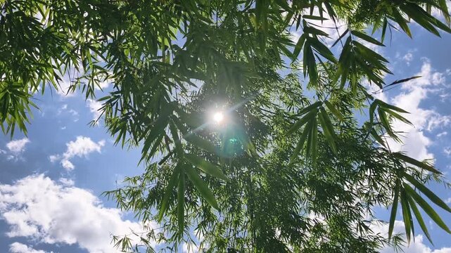 Beautiful sunlight shining through green bamboo leaves with lens flare.