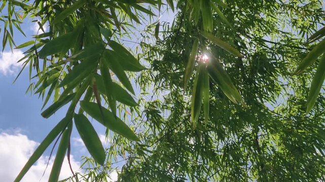 Beautiful sunlight shining through green bamboo leaves with lens flare