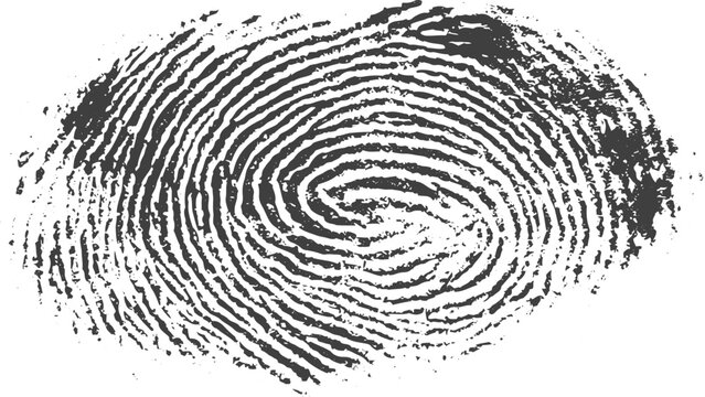 Fingerprint Close Up Pattern on White Background with Detailed Ridge Lines and Minimal Abstract Texture Design.
