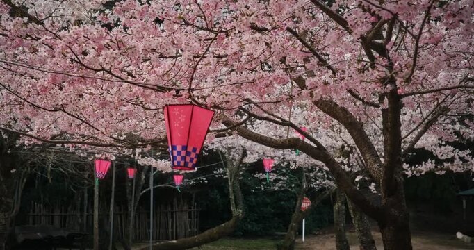Beautiful, glowing lanterns hanging from cherry blossom trees - steady cam movement