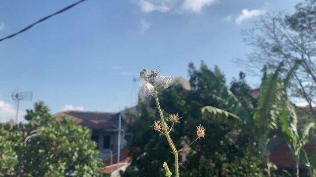 Macro footage of wild grass seed head with white fluffy pappus hairs blowing gently in the wind against a blue sky and green trees background