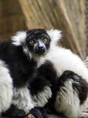 Naklejka premium Close-up portrait of a Black-and-White Ruffed Lemur sitting on a tree branch, looking attentively to the side. The image highlights its striking black and white fur and bright orange eyes. Perfect for