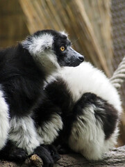 Naklejka premium Close-up portrait of a Black-and-White Ruffed Lemur sitting on a tree branch, looking attentively to the side. The image highlights its striking black and white fur and bright orange eyes. Perfect for