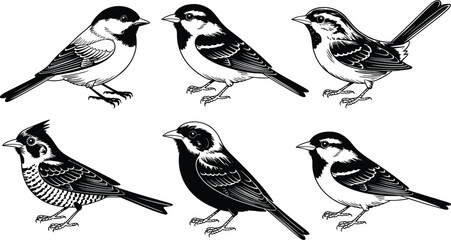 Black and white vector illustration set of small songbirds and chickadees for nature design elements on white background © Mucha