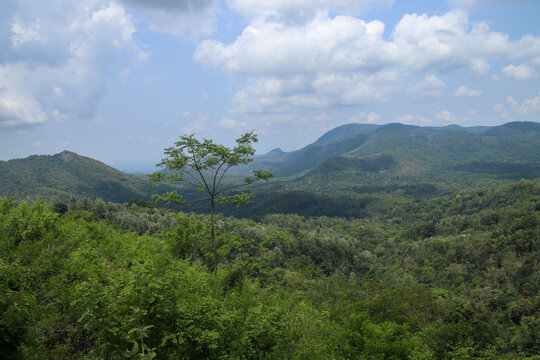 A lush green mountain valley stretches beneath a cloudy blue sky, with dense forests and a solitary tree dominating the foreground near Dindigul City of Tamil Nadu India 