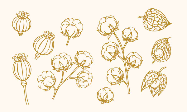 Autumn botanicals line art collection featuring cotton stems, physalis lanterns and poppy seed pods, elegant seasonal botanical elements for packaging, branding and natural design