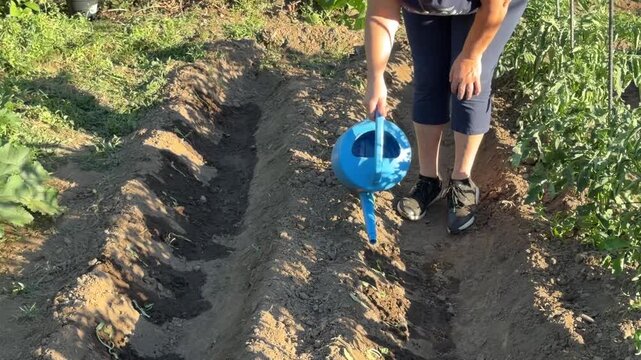 Person watering newly planted seedlings in a furrow