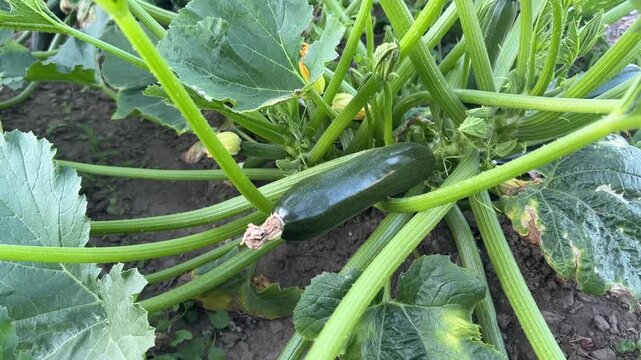 Zucchini plant growing in a vegetable garden