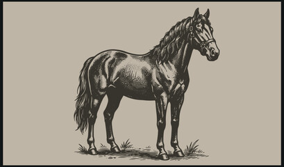  A detailed black and white horse illustration with braided mane standing calmly on grass in a traditional engraved style © Abdul Waheed Studio