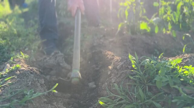 Farmer using a hoe for weeding in a vegetable garden